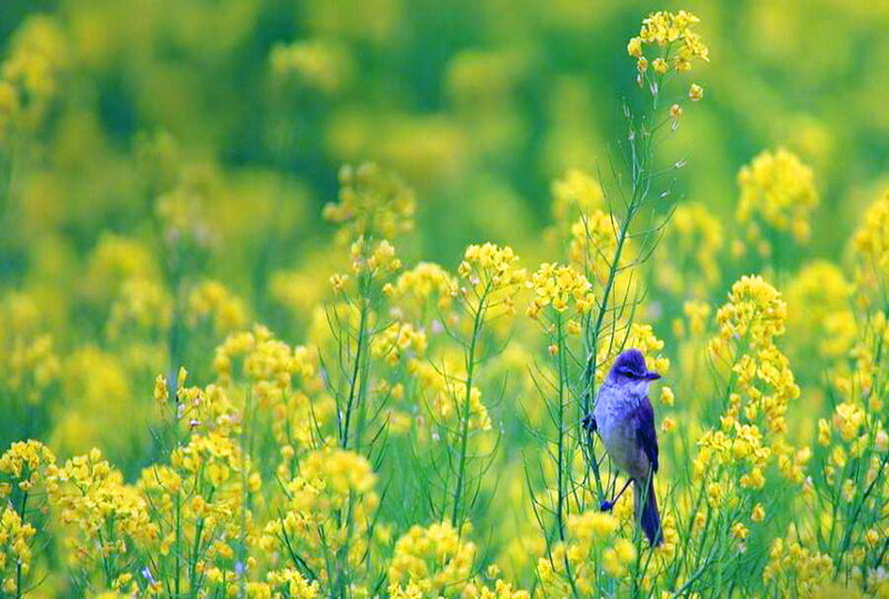 Small Bird in Flowers