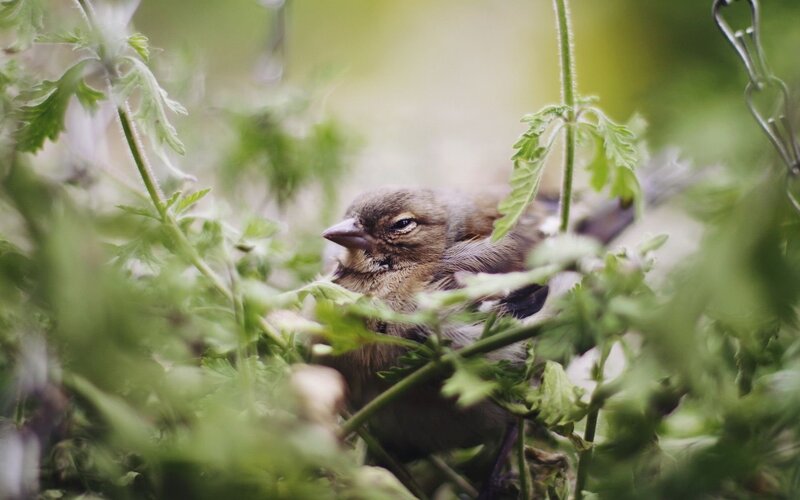 Small Bird in Foliage — Green