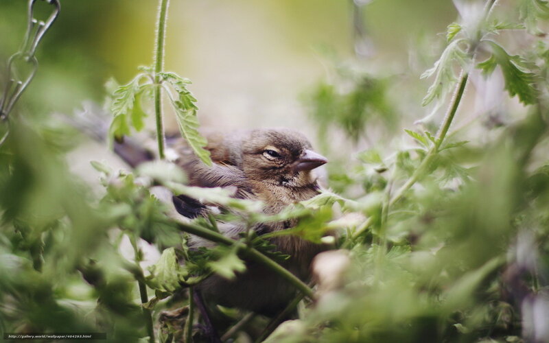 Small Bird in Foliage
