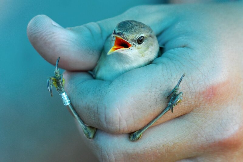 Small Bird in Hand