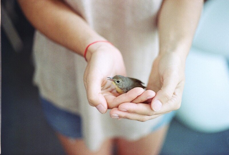 Small Bird in Hands