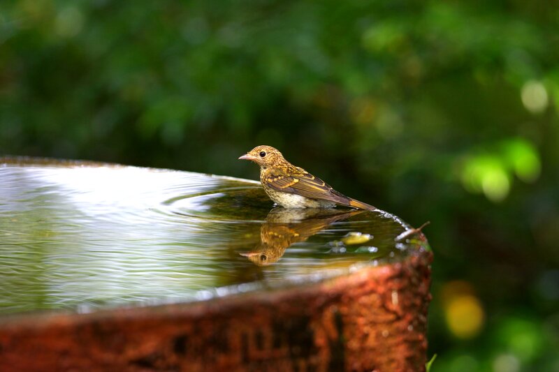 Small Bird in Water