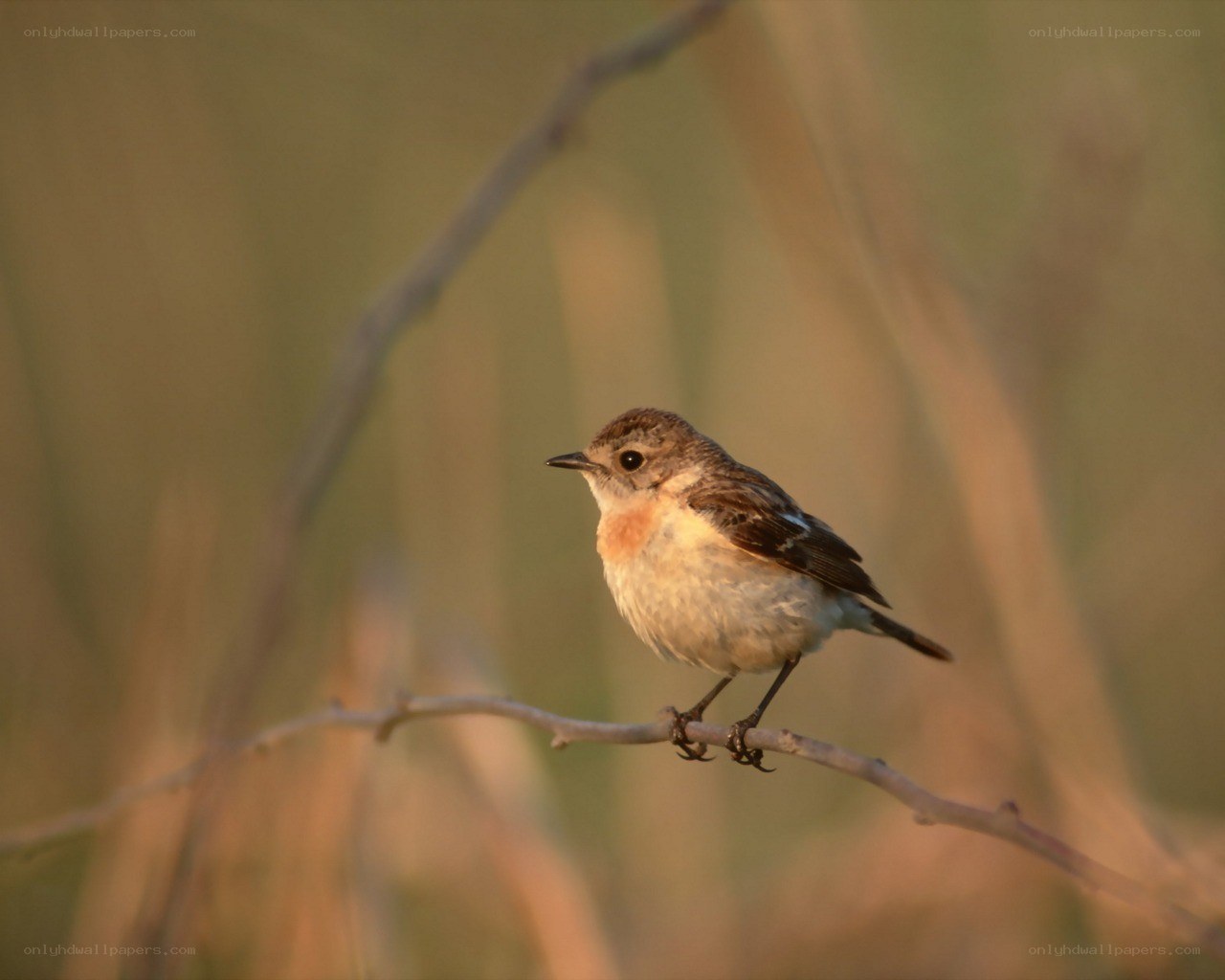 small bird on a branch