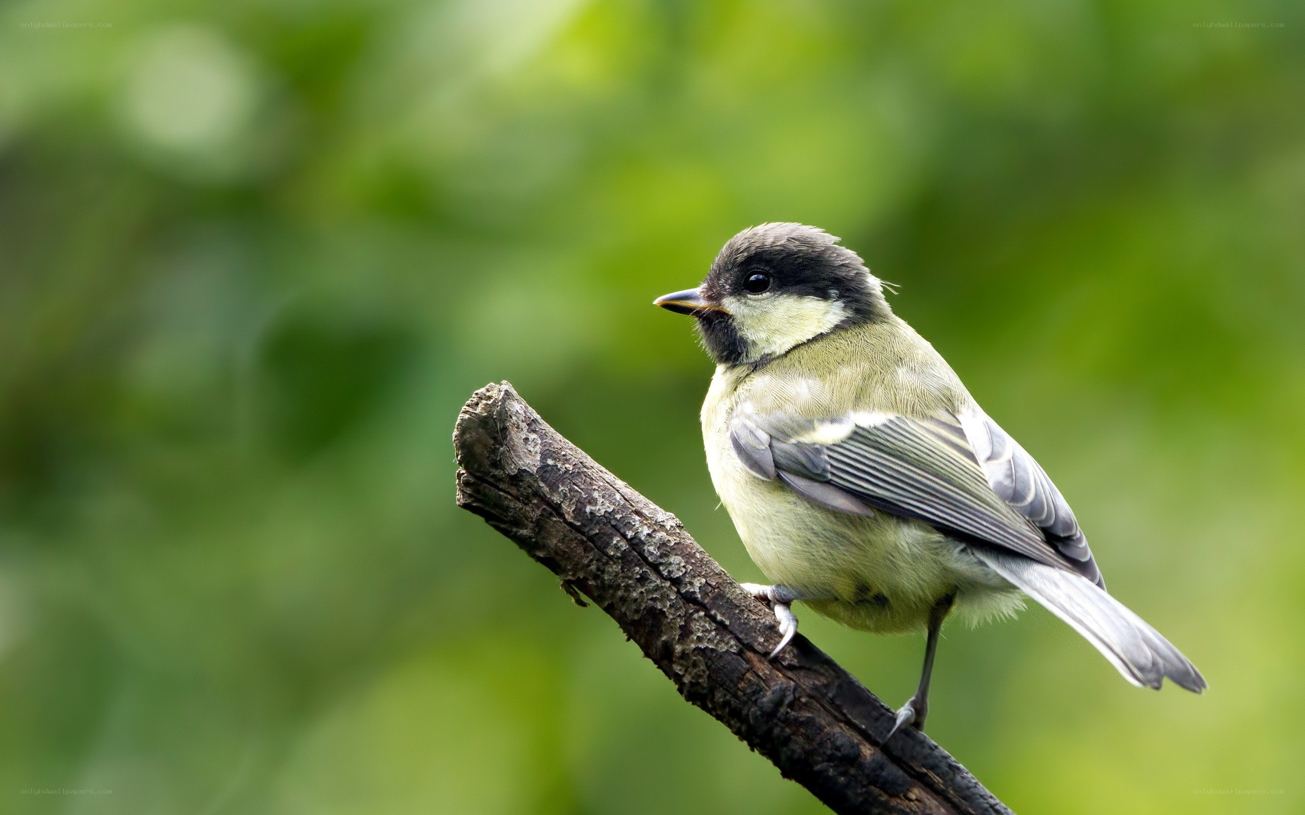 small bird on a branch