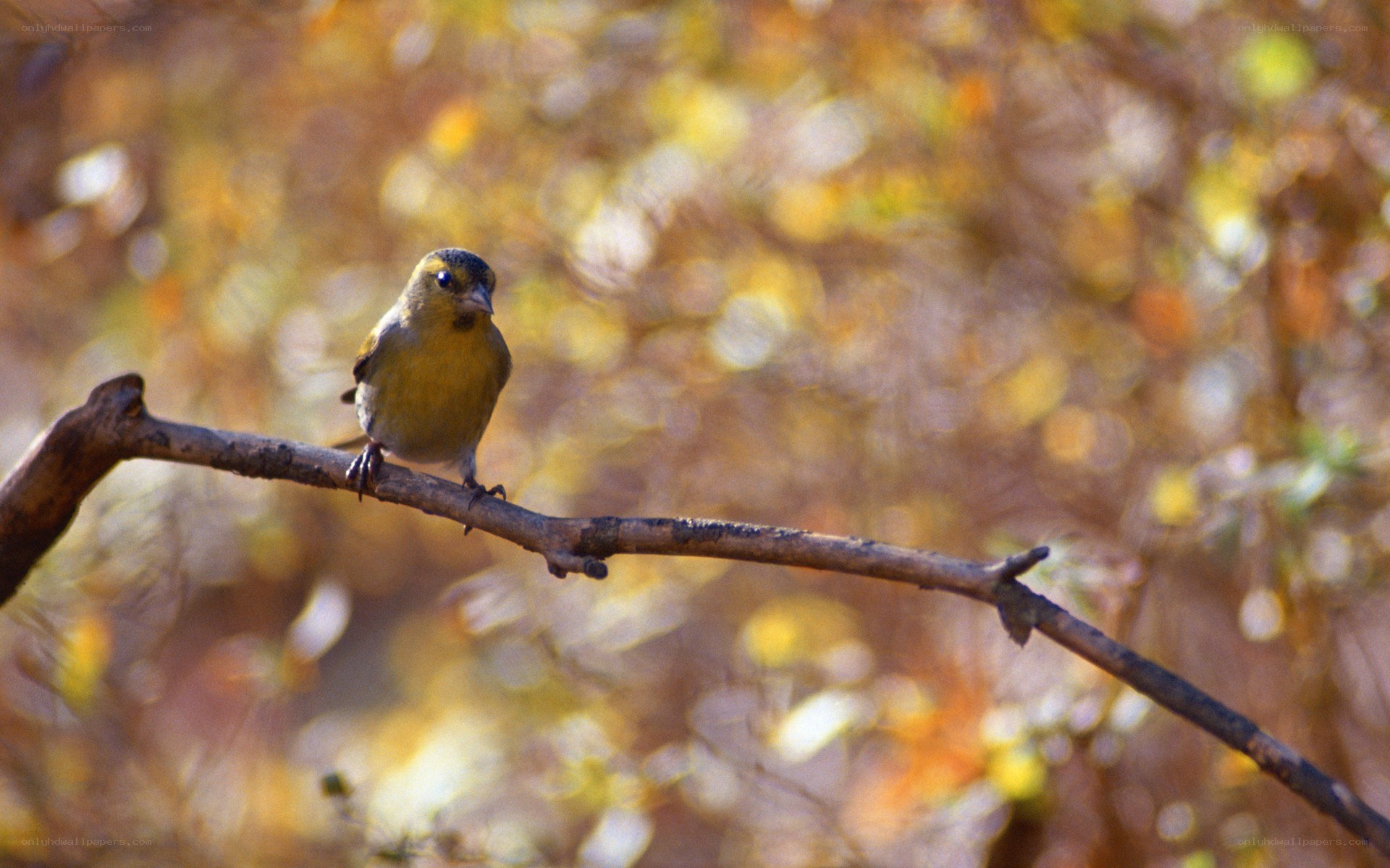 Small bird on a branch