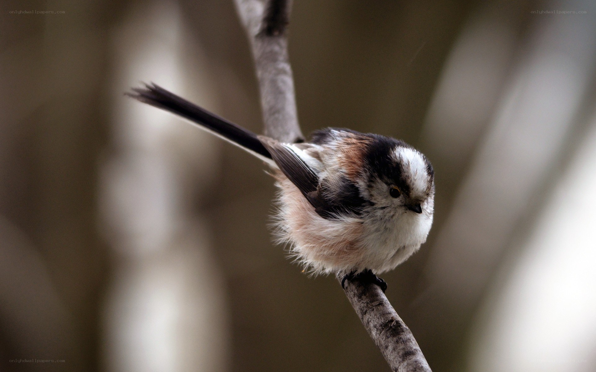 small bird on a branch