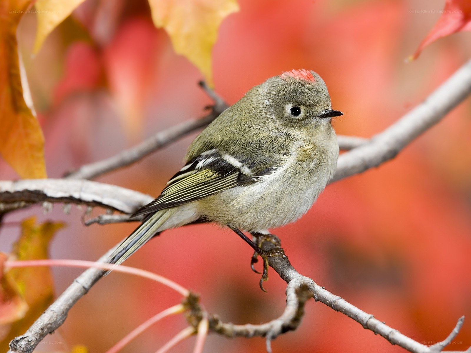 Small bird on a branch