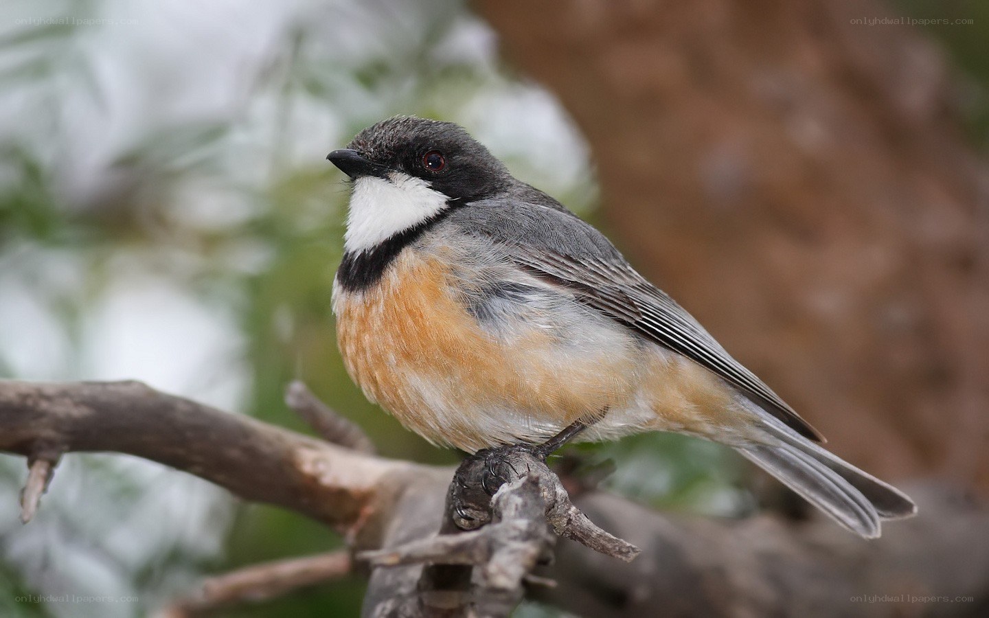 small bird on a branch