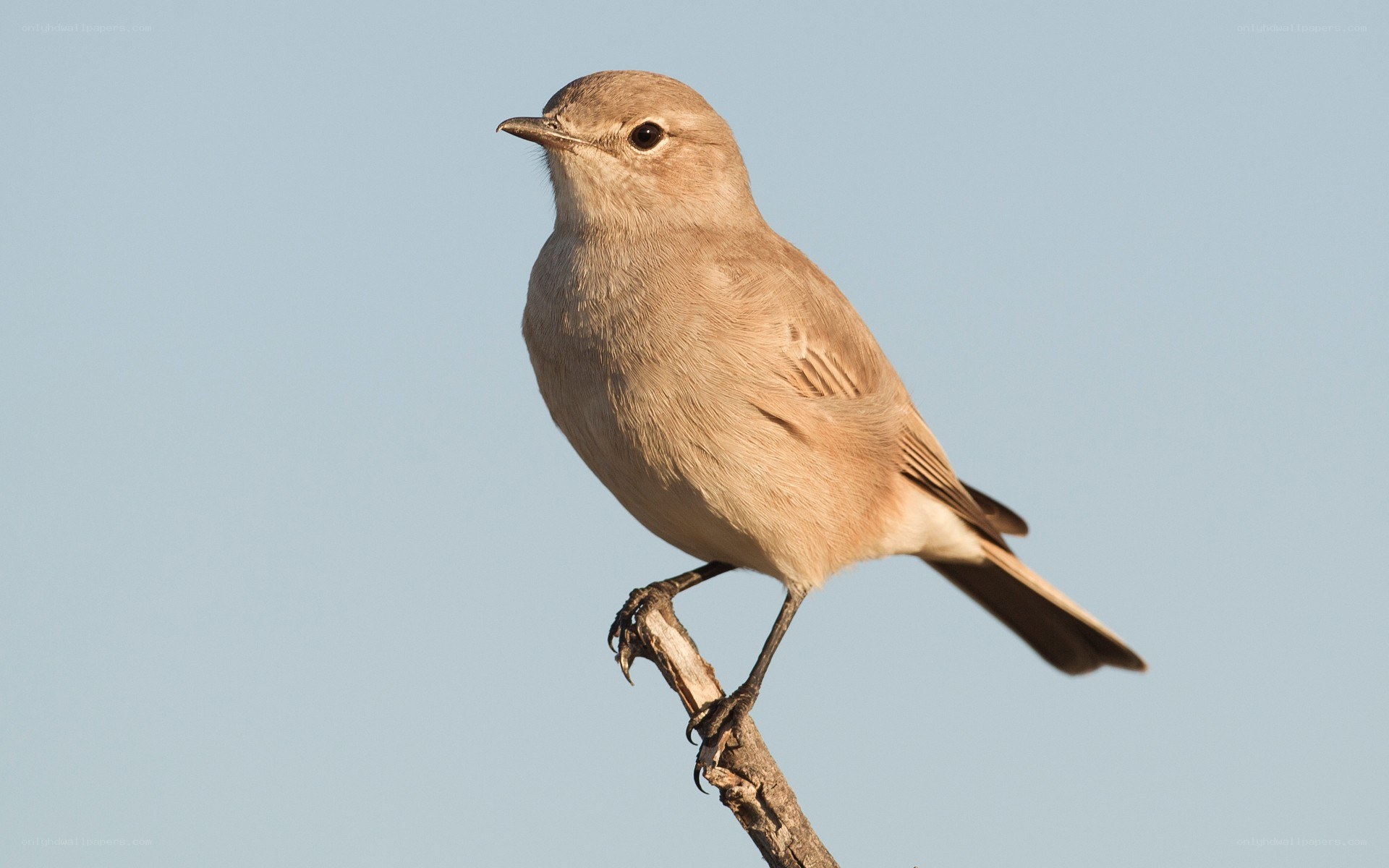 small bird on a branch