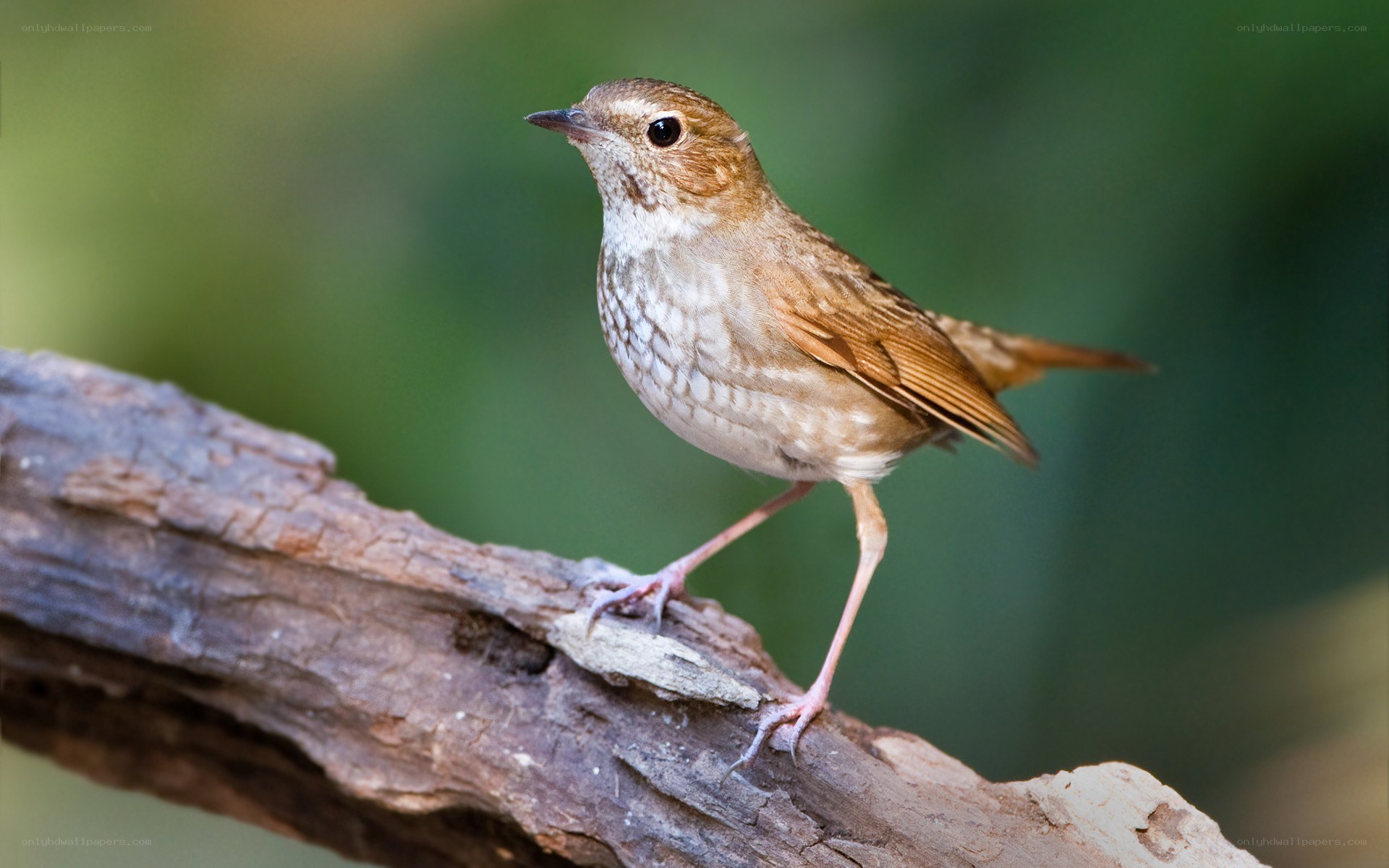 small bird on a branch