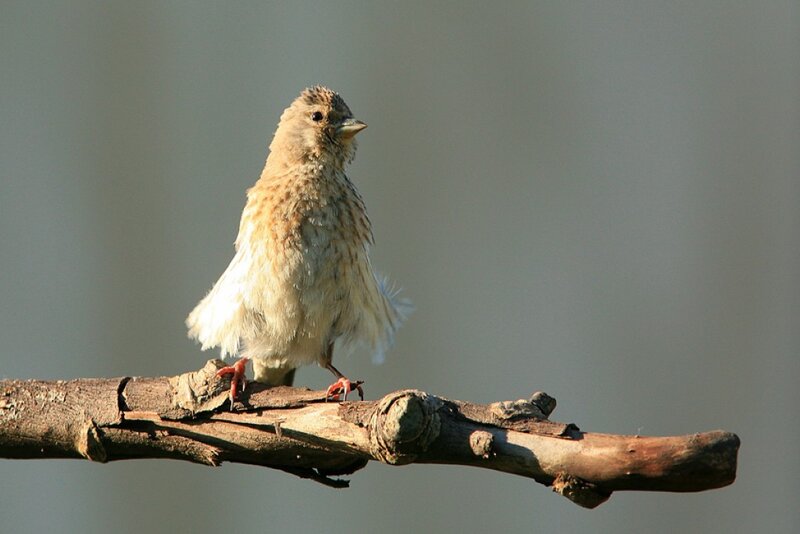 small bird on a branch