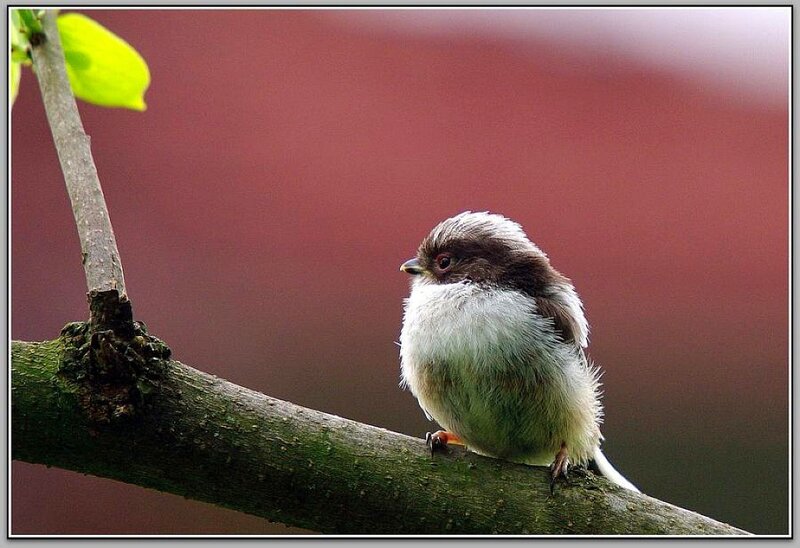 small bird on a branch