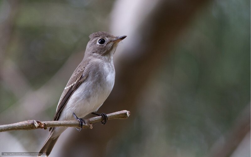 small bird on a branch