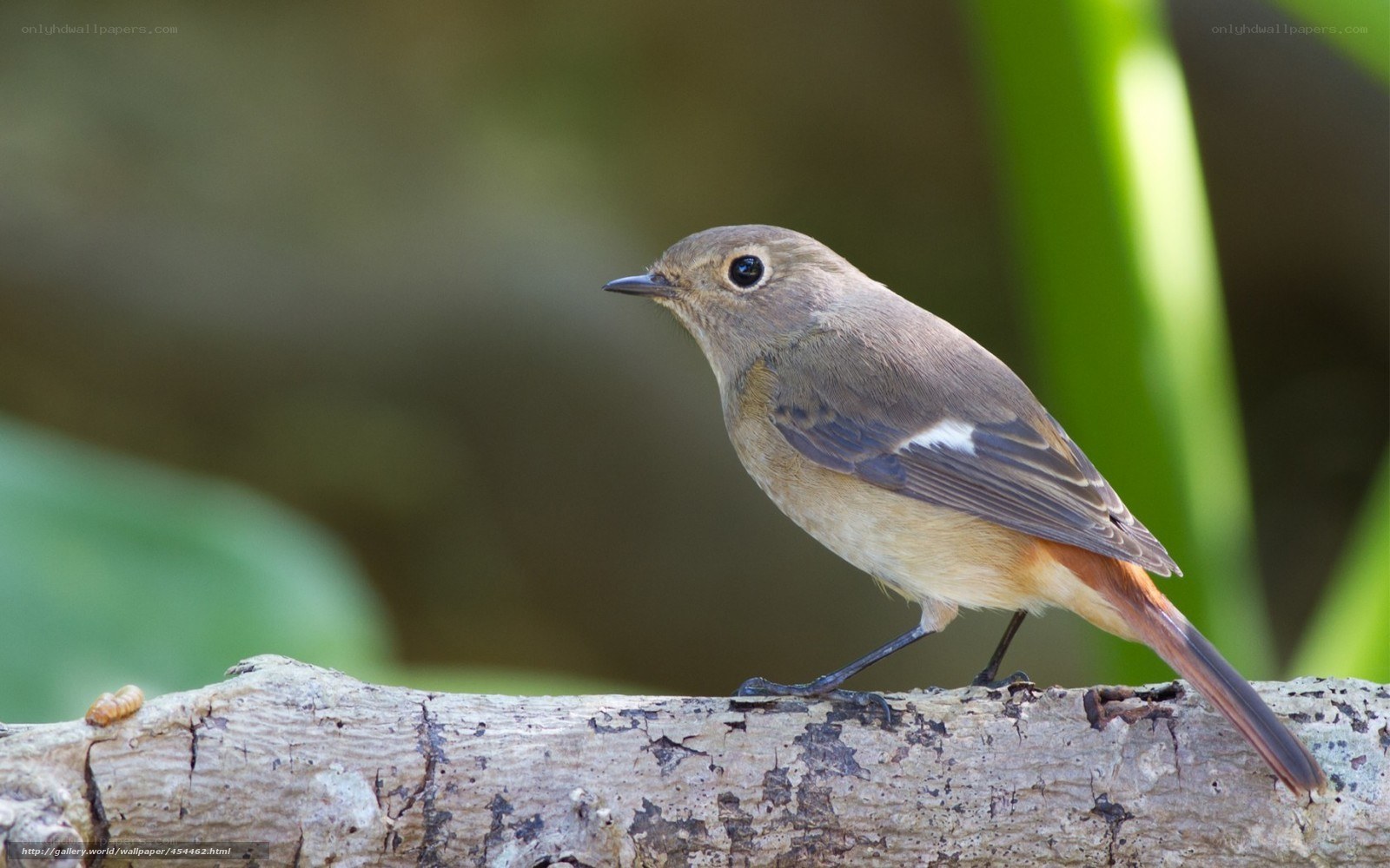 small bird on a branch