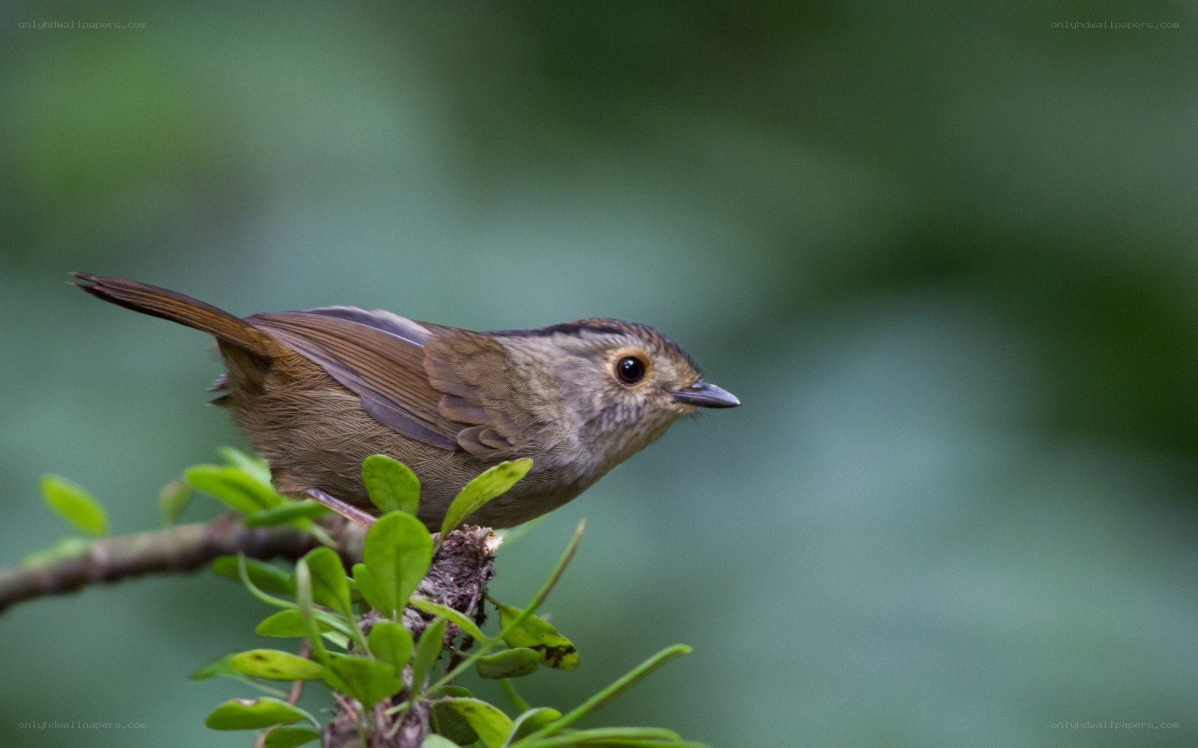 small bird on a branch
