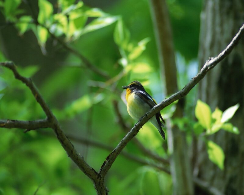 small bird on a branch