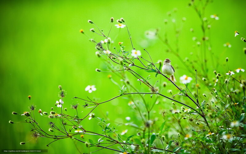 Small Bird on a Branch — Green, Serene