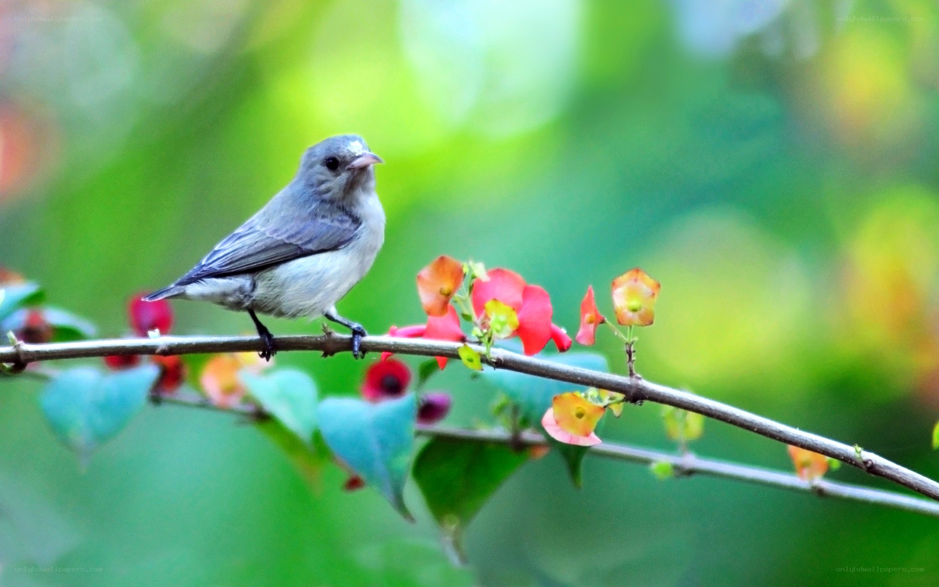 Small bird on a flowering branch