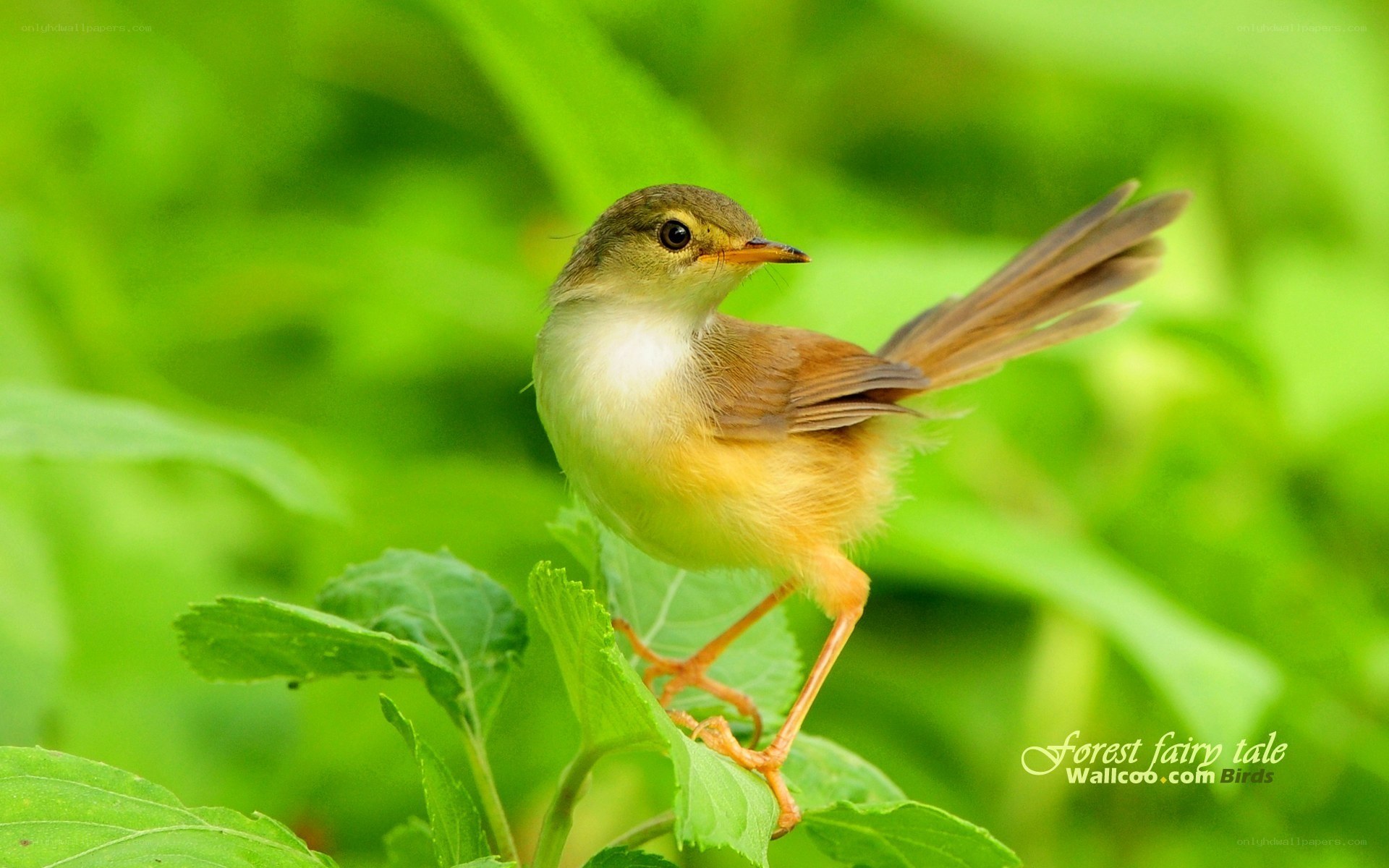 small bird on a leaf