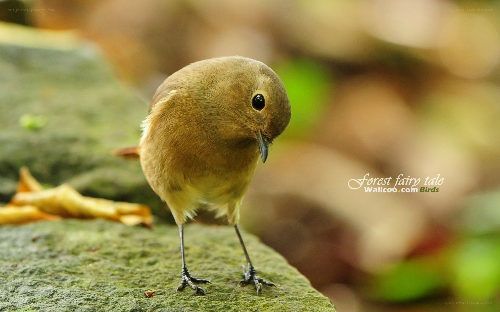 small bird on a rock