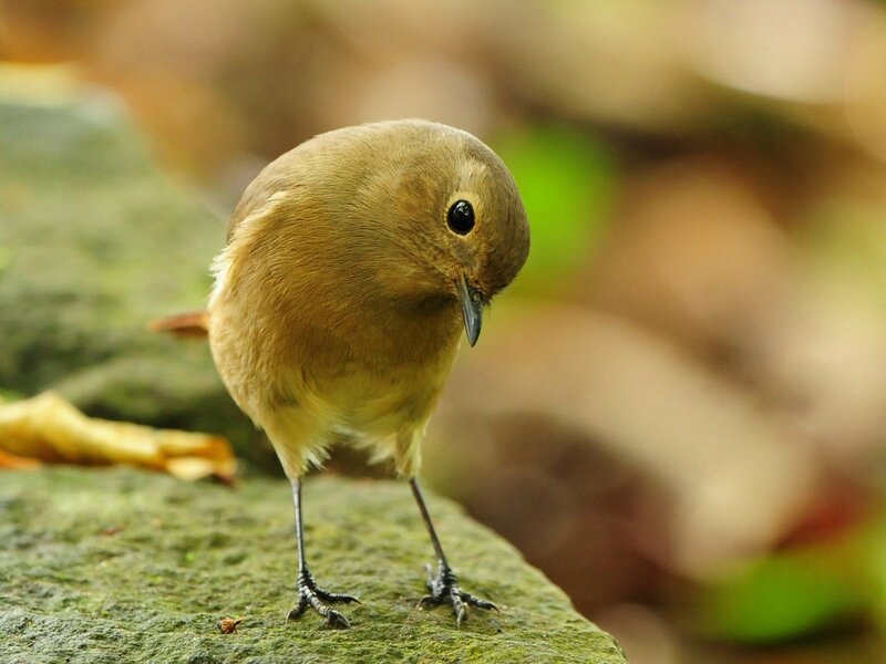 small bird on a rock