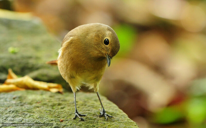 small bird on a rock