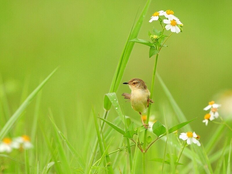 Small Bird on a Stem