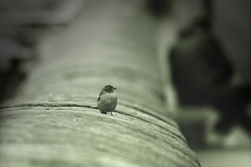 Small bird on a stone surface