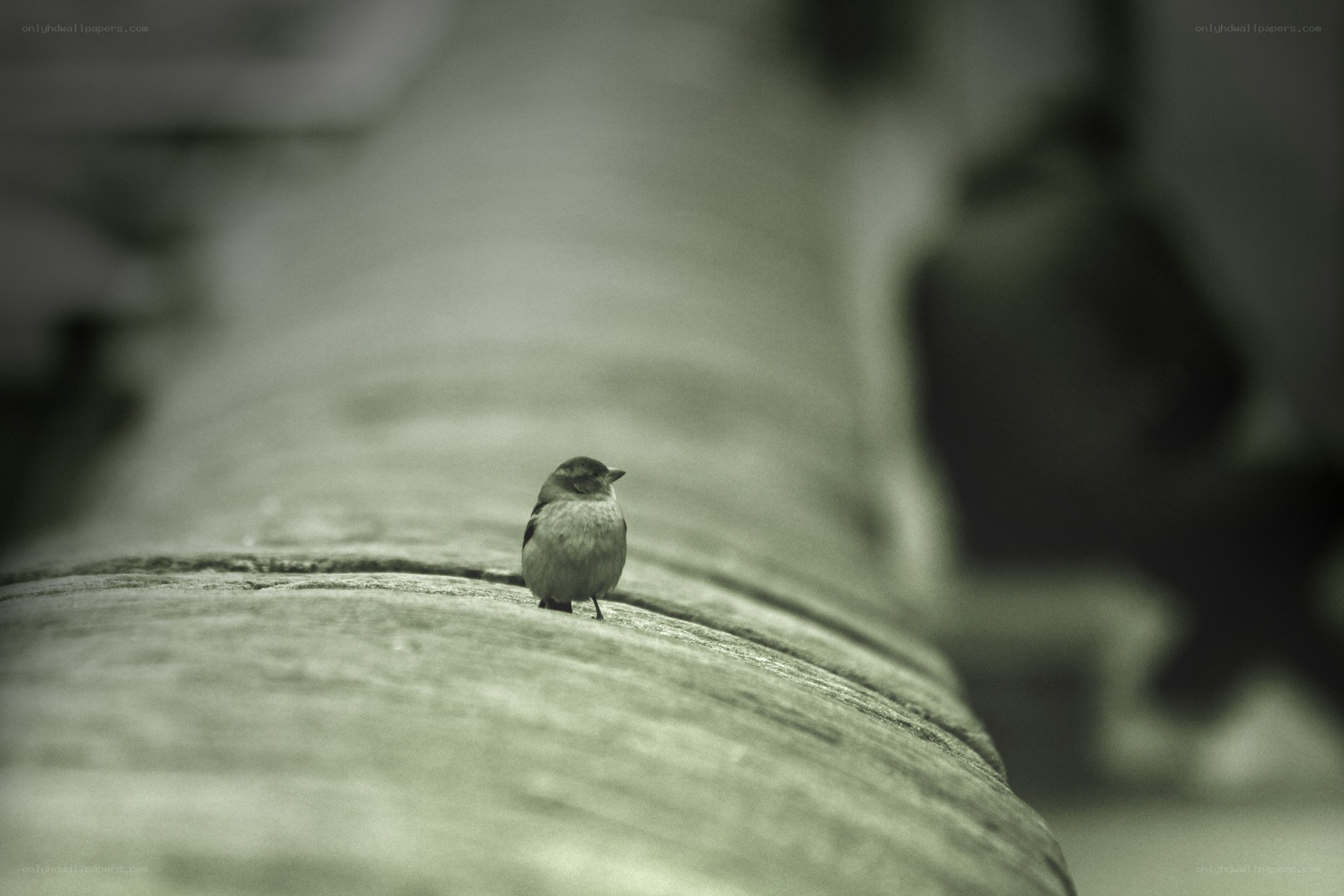 Small bird on a stone surface