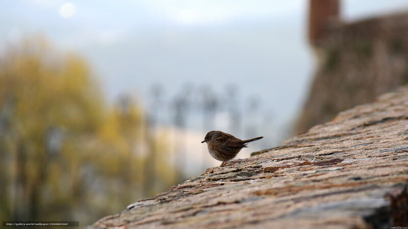 Small bird on a stone wall