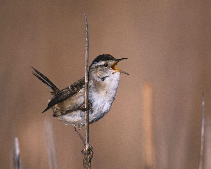 Small Bird on a Twig — Brown