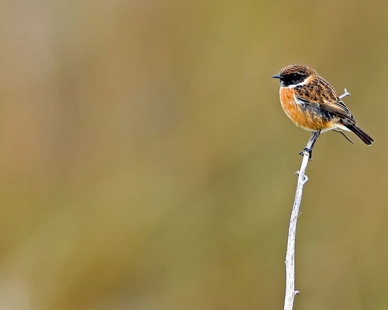 small bird on a twig