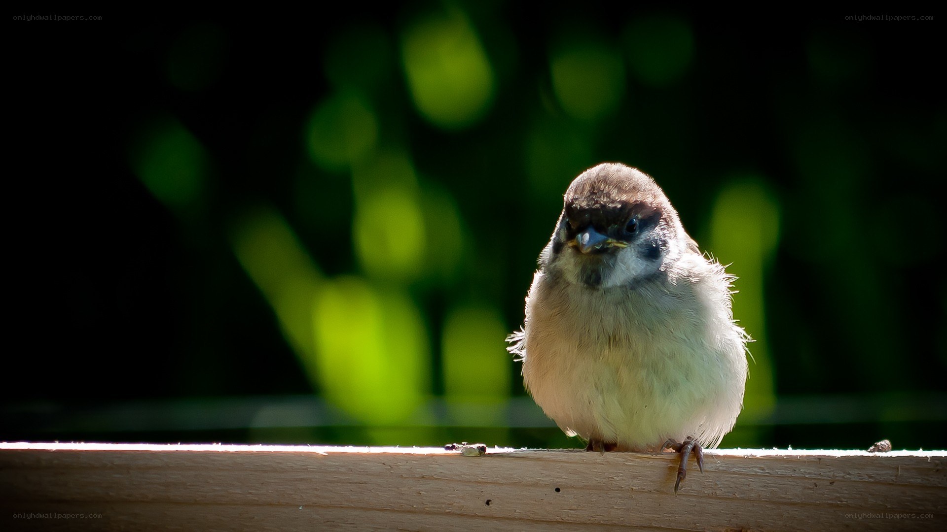 small bird on a wooden surface