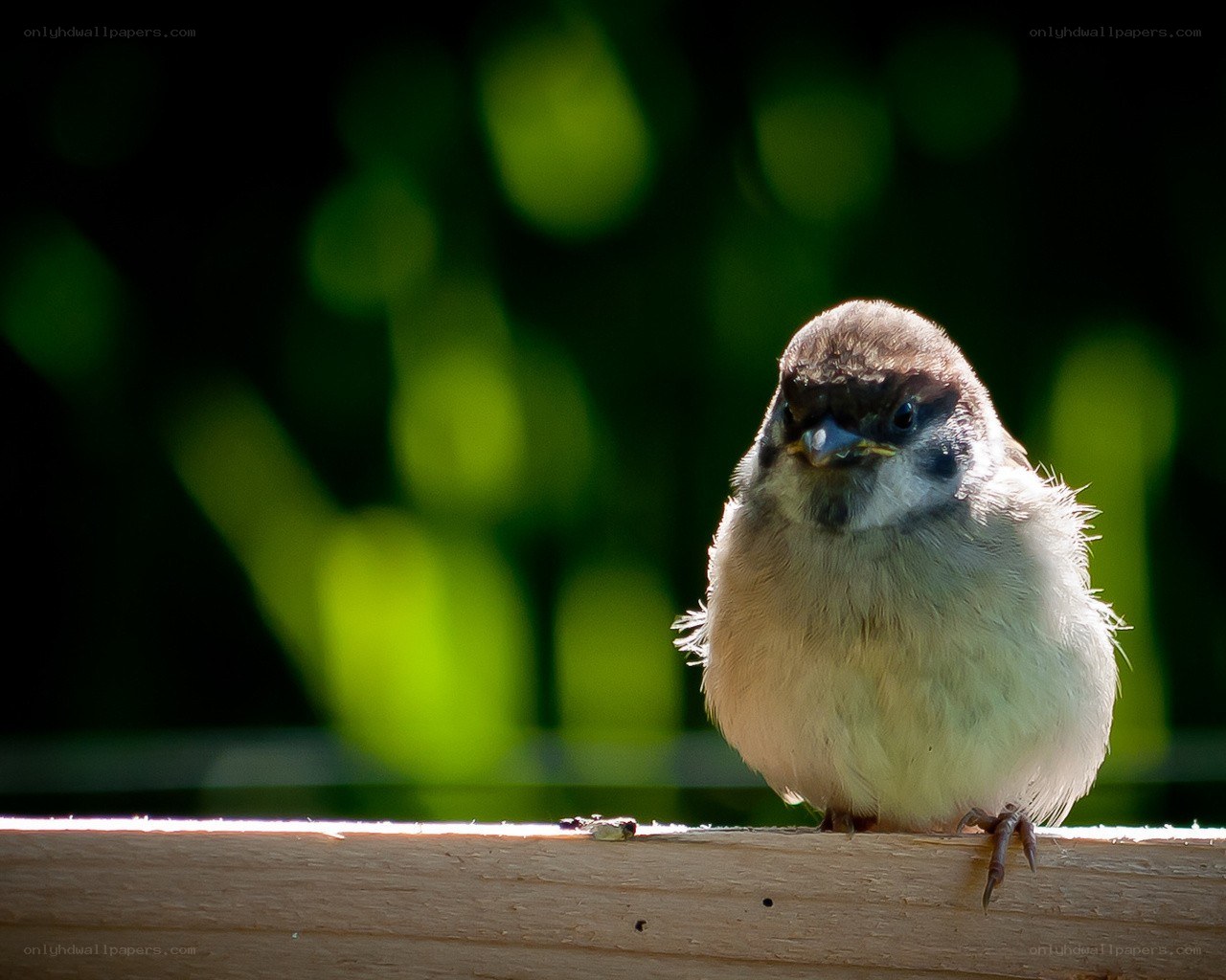 small bird on a wooden surface