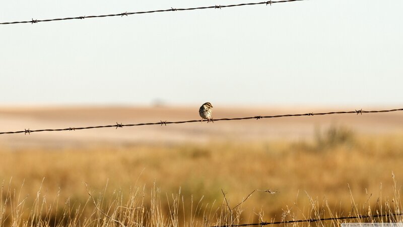 Small Bird on Barbed Wire