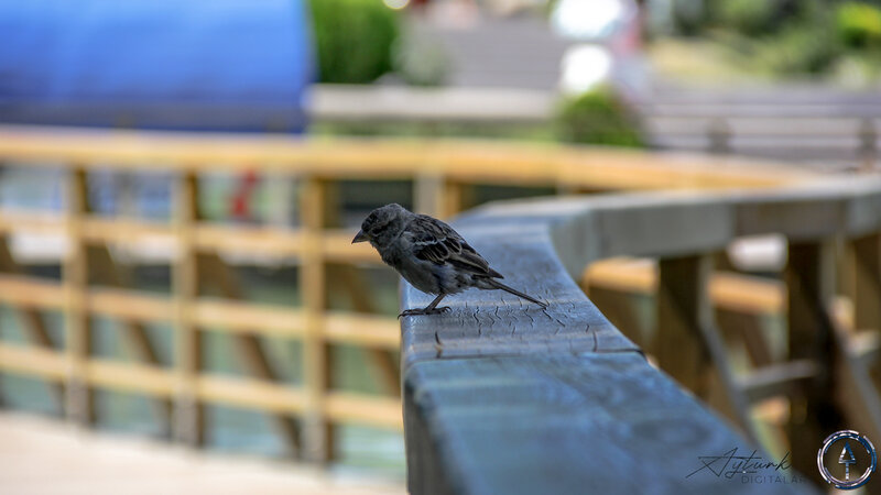 Small Bird on Bench