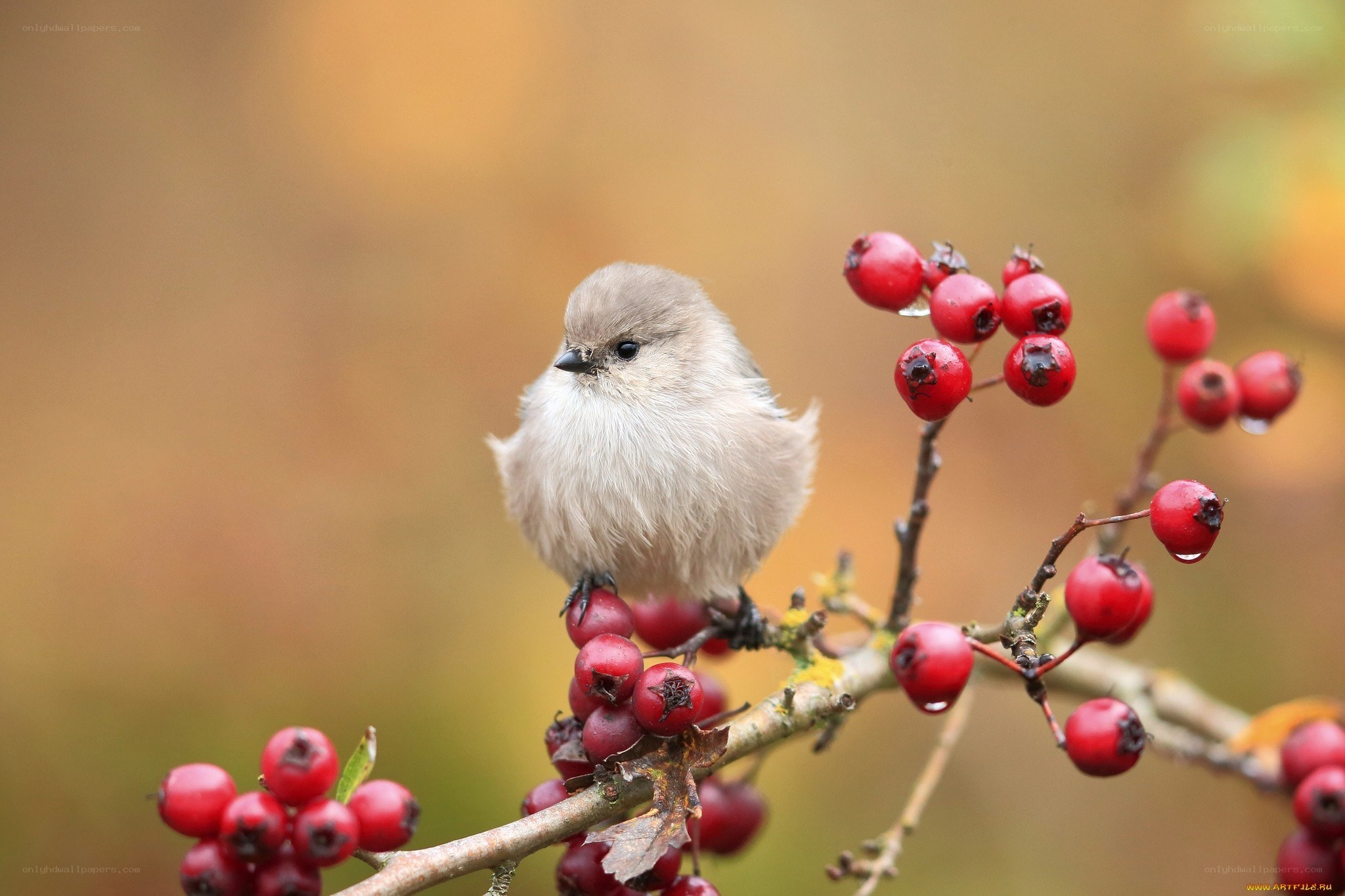 Small bird on berry branch