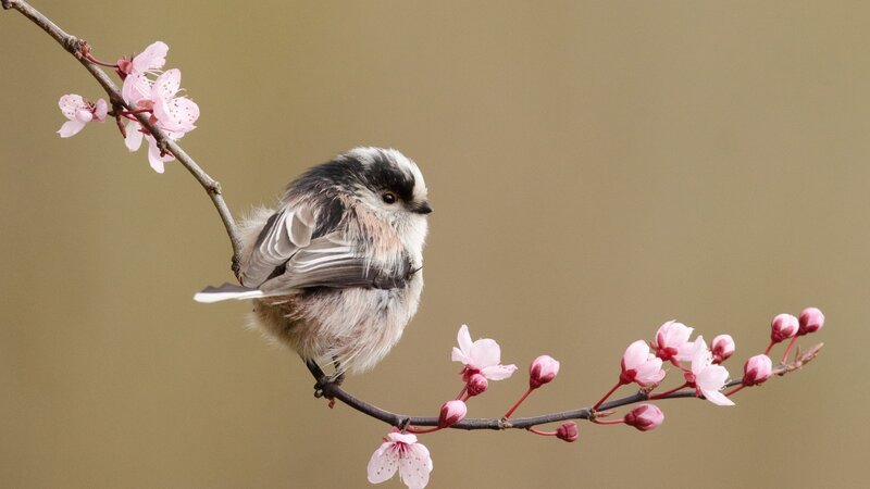 Small Bird on Blossom Branch