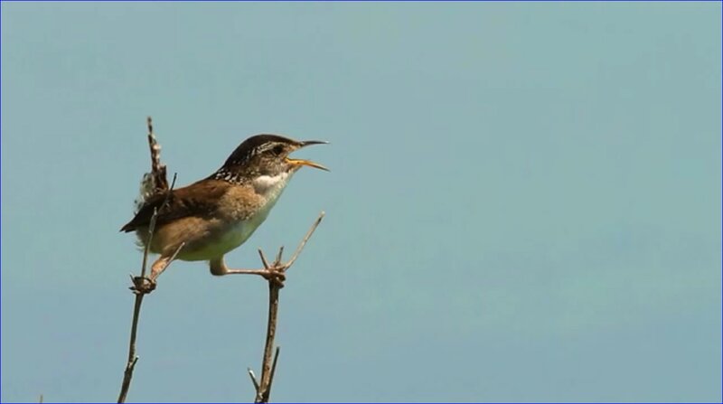 Small Bird on Branch — Blue, Calm, Afternoon