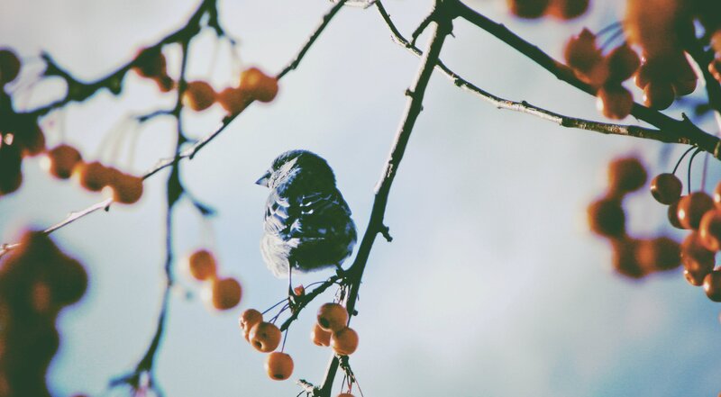Small Bird on Branch — Blue, Calm, Autumn