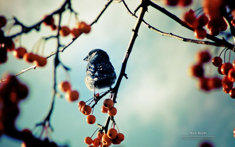 Small Bird on Branch — Blue, Calm