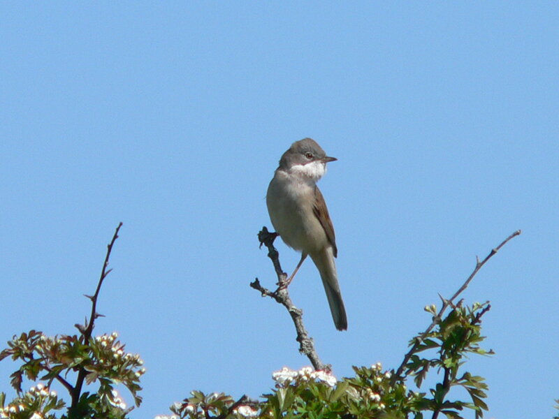 Small Bird on Branch — Blue, Serene