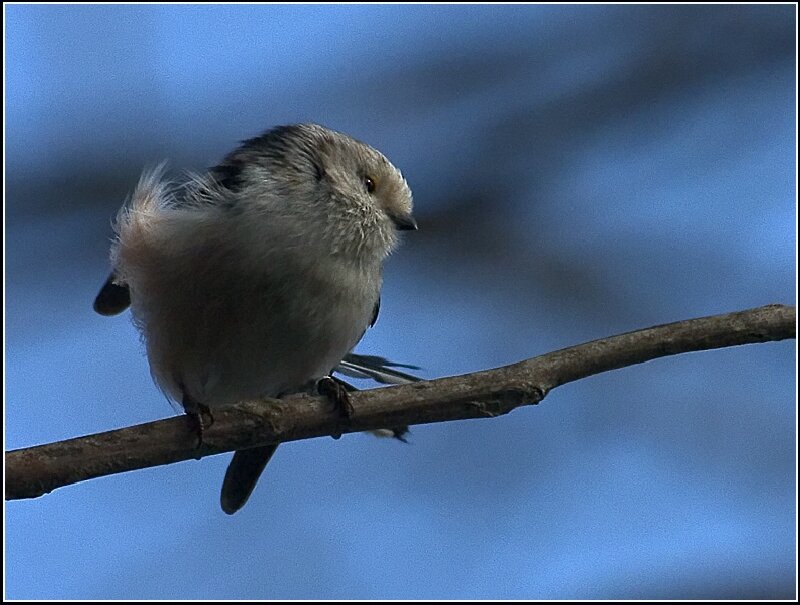 Small Bird on Branch — Blue