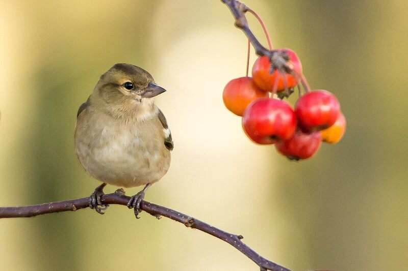 Small Bird on Branch — Brown, Calm, Autumn, Photograph