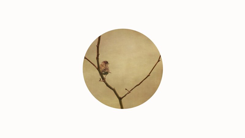 Small Bird on Branch — Brown, Calm, Photograph, Sky