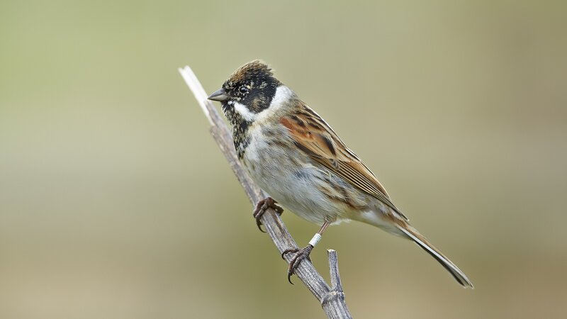 Small Bird on Branch — Brown, Calm, Photograph