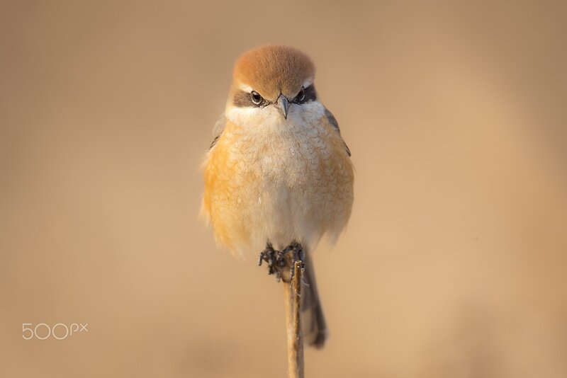 Small Bird on Branch — Brown, Calm, Sunset, Photograph