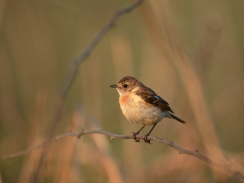 Small Bird on Branch — Brown, Calm, Sunset, Photograph, White