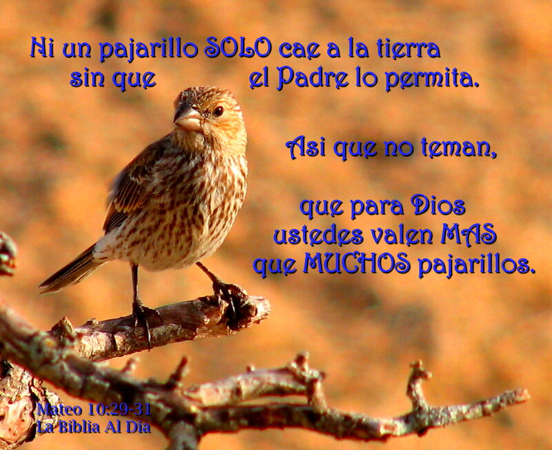 Small Bird on Branch — Brown, Calm, Sunset