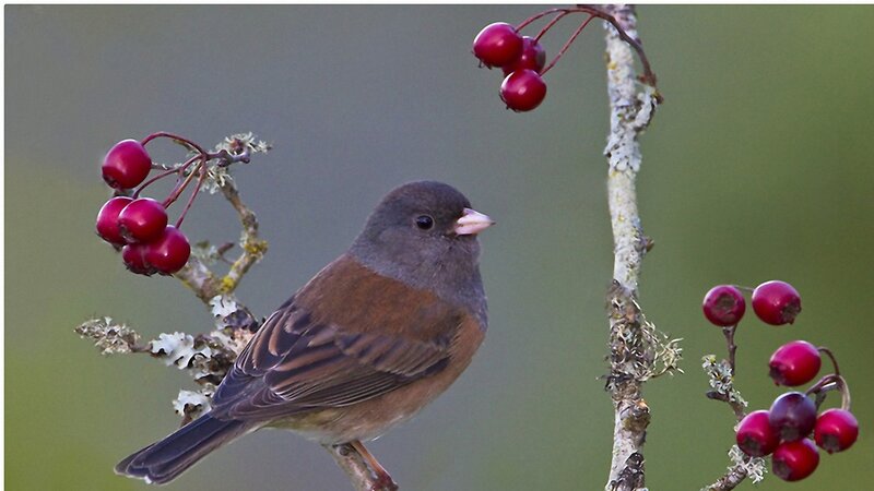 Small Bird on Branch — Brown, Calm